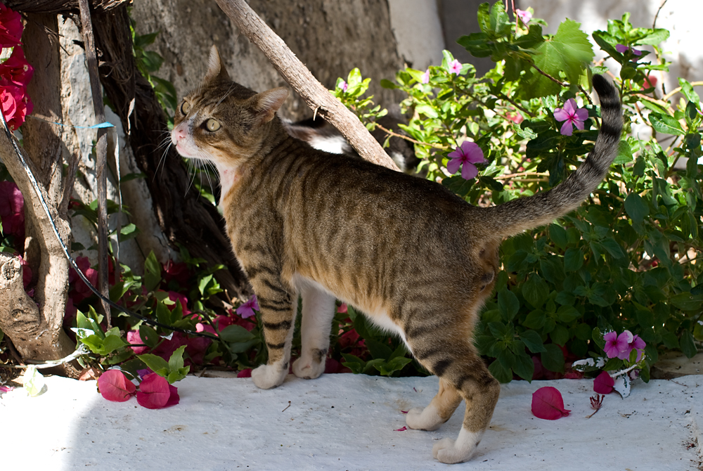 407_Kreta_Agia Galini.jpg